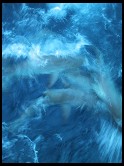 Digital photo titled dolphins-abstract-1