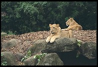 Lions.  Singapore Zoo