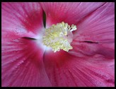 Digital photo titled magenta-flower