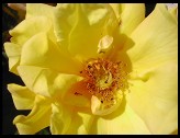 Digital photo titled yellow-rose