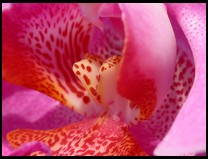 Digital photo titled orchid-side