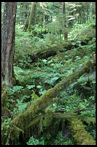 Digital photo titled rainforest-trail