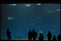 Digital photo titled mb-aquarium