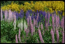 Digital photo titled siete-lagos-flowers-2