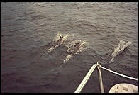 Dolphins riding the Diane's wake.  Caribbean Sea.