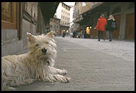 Terrier on Florence's Ponte Vecchio