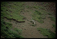 A wolf in Denali National Park