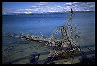 Driftwood on the shore of Yellowstone Lake