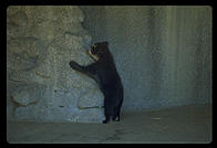 A bear humping the wall of his zoo enclosure.