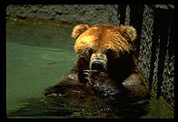 A bear in the water.