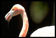 A flamingo close-up