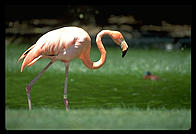 A flamingo walking