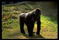 Gorilla standing in the sun.