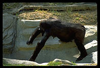 Gorilla lying on rock.