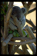 A koala bear sleeping.