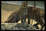 Leopard with ugly chainlink fence.