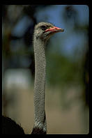 Ostrich head.