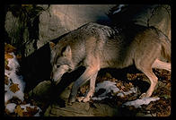 Wolf.  National Zoo.  Washington, D.C.