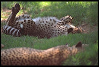 Cheetahs sleeping in the sun.