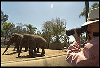Susan takes an elephant photo at the zoo with her own Nikon and my comparatively puny 80-200/2.8 lens