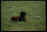 Lone bison, Theodore Roosevelt National Park, North Dakota