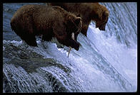 The 4-year-old brown bear who charged me, ineffectively swatting to fish at Brooks Falls, Katmai National Park, Alaska.