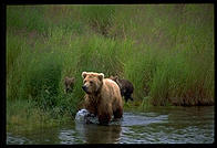 Sow and cubs.  Katmai National Park, Alaska.