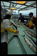 Sorting salmon.  Petersburg Fisheries, Petersburg, Alaska.
