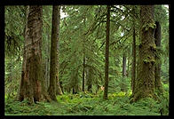Hoh Rainforest, Olympic National Park (Washington State)