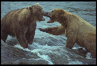 Brooks Falls, Katmai National Park