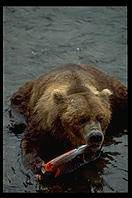 Brown bear stripping the (fatty) skin off a live salmon; Brooks Falls, Katmai National Park (Alaska)