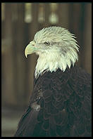 Bald Eagle. Everglades Wonder Gardens.  SW Florida
