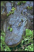 Alligator. Corkscrew Swamp Sanctuary. SW Florida