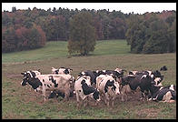 Dairy Cows.  Southern Vermont