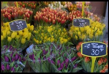 Digital photo titled rue-cler-flower-market