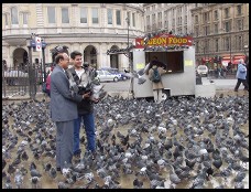 Digital photo titled trafalgar-tourists-and-pigeons-horizontal