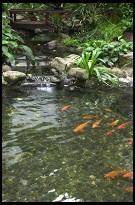 Digital photo titled regent-bangkok-koi-pond