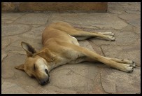 Digital photo titled qutb-stray-dog