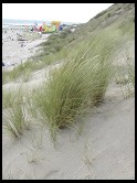 Digital photo titled zeeland-beach-dune