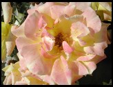 Digital photo titled pink-rose