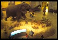 Digital photo titled natural-history-museum-elephant-from-above