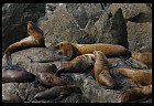 Digital photo titled stellar-sea-lions-6