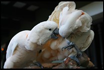 Digital photo titled cockatoos-3