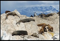 Digital photo titled sea-lions-10