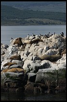 Digital photo titled sea-lions-4