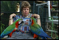 Digital photo titled brea-parrot-rescue-05